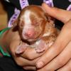 Miracle 3 days old. Sadly Miracle passed on day 5. We loved her very much and gave our hearts to saving her. You will always be in our hearts, our "5 day Miracle:"