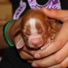 Miracle 3 days old. Sadly Miracle passed on day 5. We loved her very much and gave our hearts to saving her. You will always be in our hearts, our "5 day Miracle:"