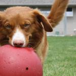 Tia playing with her Jolly Ball