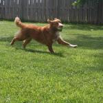River loves to play fetch:)