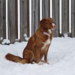 Beautiful Tia in the Wisconsin snow