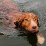 Our Twiz/River puppy Noah enjoying a refreshing swim. 