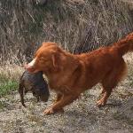 River finding a dead muskrat on our walk. Yum...