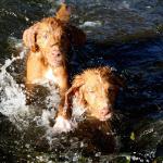 Murphy and Rizzo enjoying a swim. Murphy and Rizzo are from our Henry/River litter. Murphy loves to come visit! 